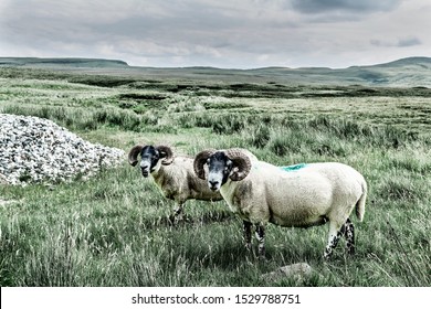 Two sheep in field dramatic style