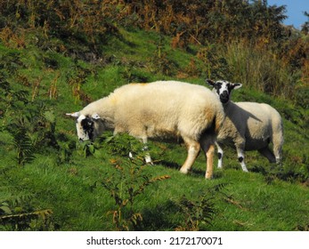 Two Sheep Grazing On Green Hillside