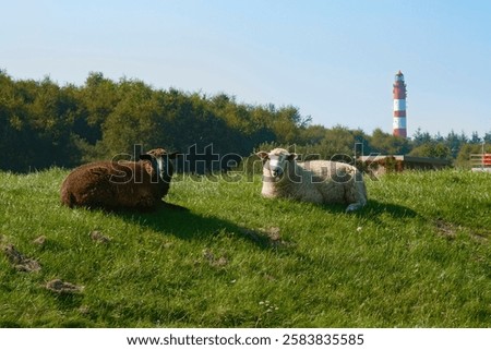 Similar – Image, Stock Photo Serene coastal grasses at sunset in Miami, Florida