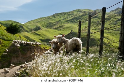 Two Sheep On New Zealand Farm.