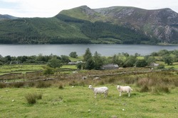 Two Sheep On The Welsh Mount Snowdon Mountain In Snowdonia, Overlooking A Lake. One Sheep Is Sheared And One Has Wool.