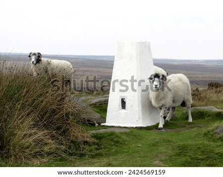 Two sheep in the Peak District, Derbyshire, UK, standing beside a trig point (a landmark for navigation).  View out over the landscape beyond.  Coarse grass in the foreground.  September 2009.