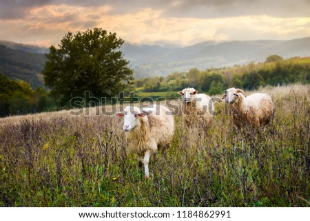 Similar – three sheep of a flock of sheep look curiously into the camera