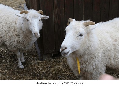 Two sheep stand close to each other near a wooden barn on a farm. They are grazing on dry grass while the weather is cloudy. It is early spring.