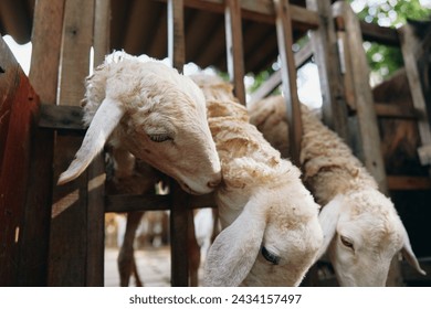 Two sheep are standing next to each other inside of a wooden fence on a sunny day