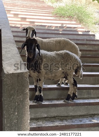 Similar – Image, Stock Photo Sheep on a staircase Lamb