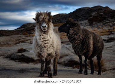 Two sheep standing on a rocky landscape under a cloudy sky. One sheep has white fur, while the other has black fur. They are surrounded by rugged terrain with mountains in the background. - Powered by Shutterstock