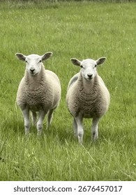 Two sheep standing side by side in a lush green field with a countryside landscape in the background. Peaceful rural scene capturing natural farm life and animal behaviour.