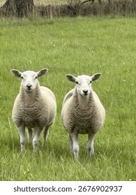 Two sheep standing side by side in a lush green field with a countryside landscape in the background. Peaceful rural scene capturing natural farm life and animal behaviour.