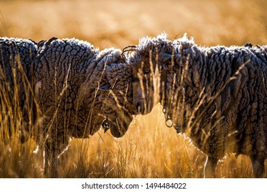 Two Sheep With Their Heads Together