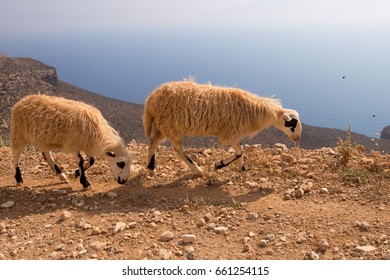 two sheep walking with two bees
