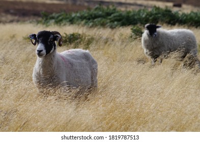 Two Sheep Walking Through Tall Grass