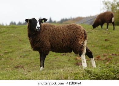 two sheeps in field