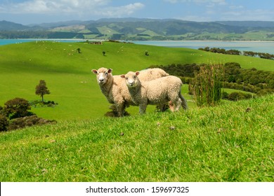 Two Sheeps on Green Field of the Pacific Sea Coast, Duder Regional Park, Auckland Region, New Zealand