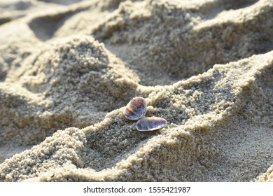 Two Shell Combine Together Making Shape Stock Photo 1555421987 ...