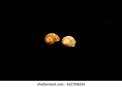 Two shells isolated on black