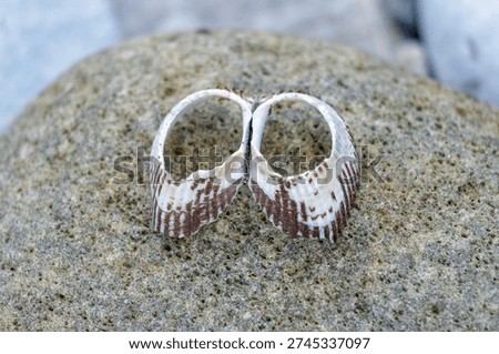Two shells are laying on a rock. One is larger than the other. The larger shell is on the left and the smaller one is on the right