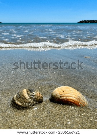 Two shells on wet sand on the seashore horizon blue cloudless sky