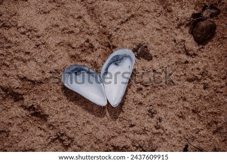 two shells in the shape of a heart