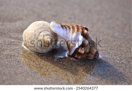 Two shells sitting on a wet sandy beach