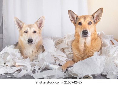 Two shepherd Dogs lying on bed in the middle of mess sitting and looking up on their owner
