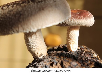 Two Shiitake Mushrooms Growing From A Fungus Bed