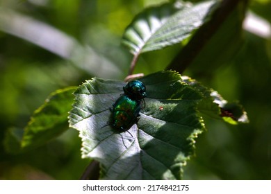 Two Shiny Beetles On A Green Leaf Of A Bush Illuminated By The Summer Sun. Nice Macro For A Magazine Or Sites About Insects And Bugs In Nature.