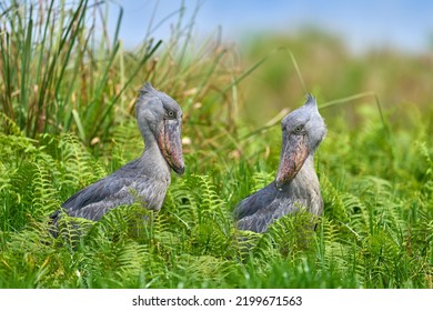 Two Shoebill, Balaeniceps rex, hidden in green vegetation. Portrait of big beaked bird, Mabamba swamp. Birdwatching in Africa. Pair mystic bird in green vegetation habitat, wildlife. Uganda wildlife. 