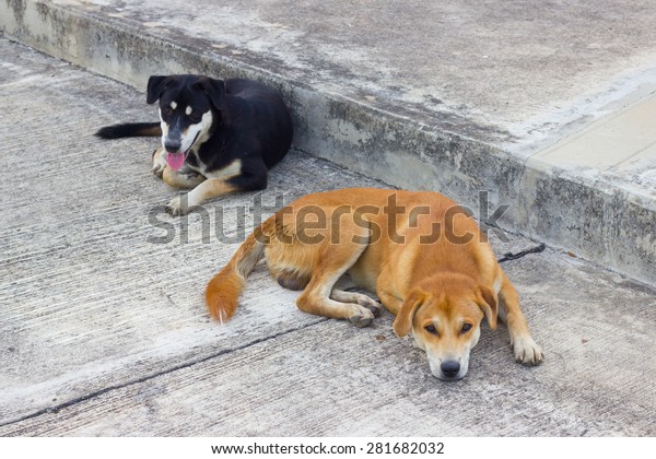 Two Short Hair Dogs Sleeping Position Stock Photo Edit Now 281682032