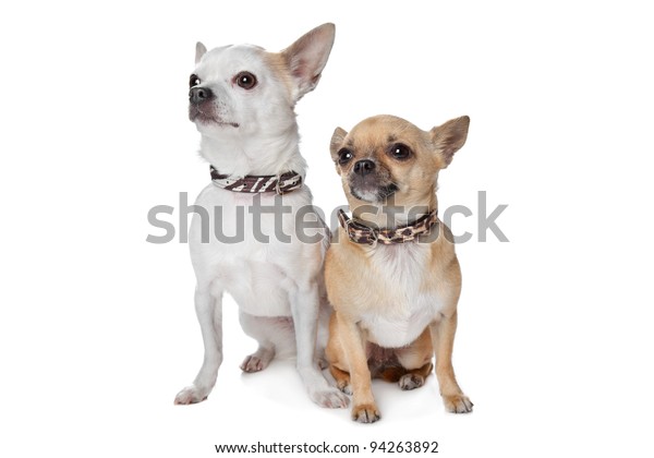 Two Shorthaired Chihuahua Dogs Front White Stock Photo Edit Now