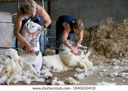 A two shot of young farmers shearing wool from sheep in a barn.