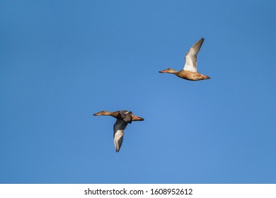 Two shoveler ducks (Anas clypeata) in flight