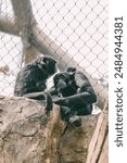 Two siamangs sit on a high rock in the zoo