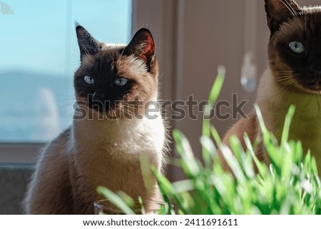 two siamese cats siblings eating fresh green grass indoors under sunshine in house, healthy pet care