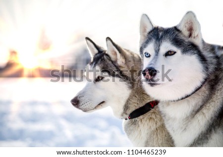Two Siberian Husky dogs looks around. Husky dogs has black and white coat color. Snowy white background. Close up. Sunset.