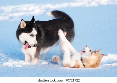 Two Siberian Husky Playing On Snow