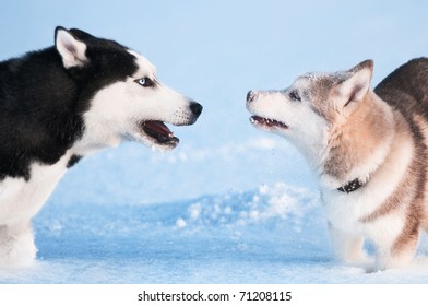 Two Siberian Husky Playing On Snow