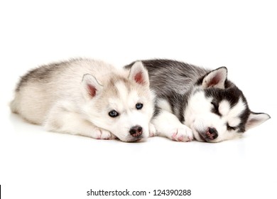 Two Siberian Husky Puppies