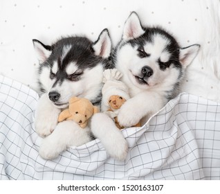 Two Siberian Husky Puppies Sleep Together Stock Photo 1520163107 ...