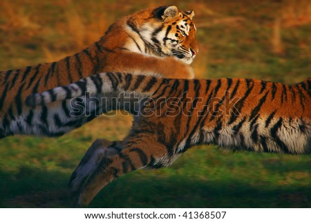 chasing tigers siberian