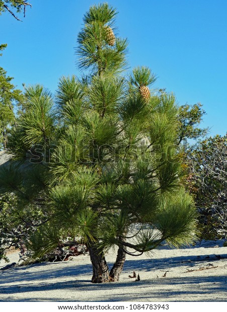 Two Side by Side Coulter Pine Saplings with Large\
Pine Cones and Long Pine Needles, Black Mountain Trail, San Jacinto\
Mountains, May 2018