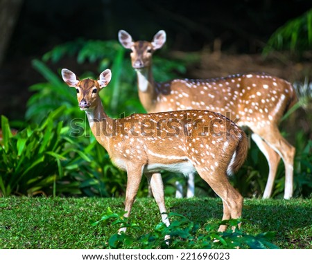 Two sika deer on a background of forest shadows.