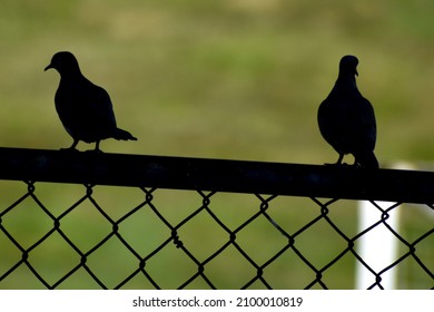 Two silhouetted mourning doves perched on a fence. 