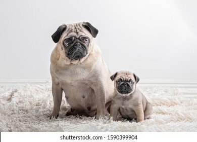 Two similar Pug dogs, one large and one small sitting and looking at camera. They are a mother and her six weeks old pup. They are on a fluffy carpet with a white background. - Shutterstock ID 1590399904