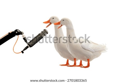 Two singing ducks with a microphone isolated on a white background