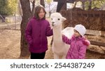 Two sisters at the alpaca farm . High quality photo