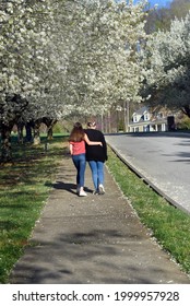 Two Sisters Walk Arm In Arm Up The Sidewalk, In Their Neighborhood.  Spring Is In Bloom, And Cherry Trees Bloom White Above Them.