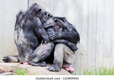 Two Sitting Chimps On A Rock Doing Pair Grooming