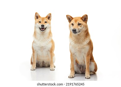 Two Sitting, Smiling Shiba Inu Dogs On A White Background