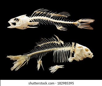 20,384 Fish skeleton Images, Stock Photos & Vectors | Shutterstock